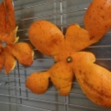 ミカンの皮を乾燥させるだけ 陳皮 レシピ 作り方 By Kitty0727 楽天レシピ ミカンの皮を乾燥させるだけ 陳皮 レシピ 作り方 By Kitty0727 楽天レシピ